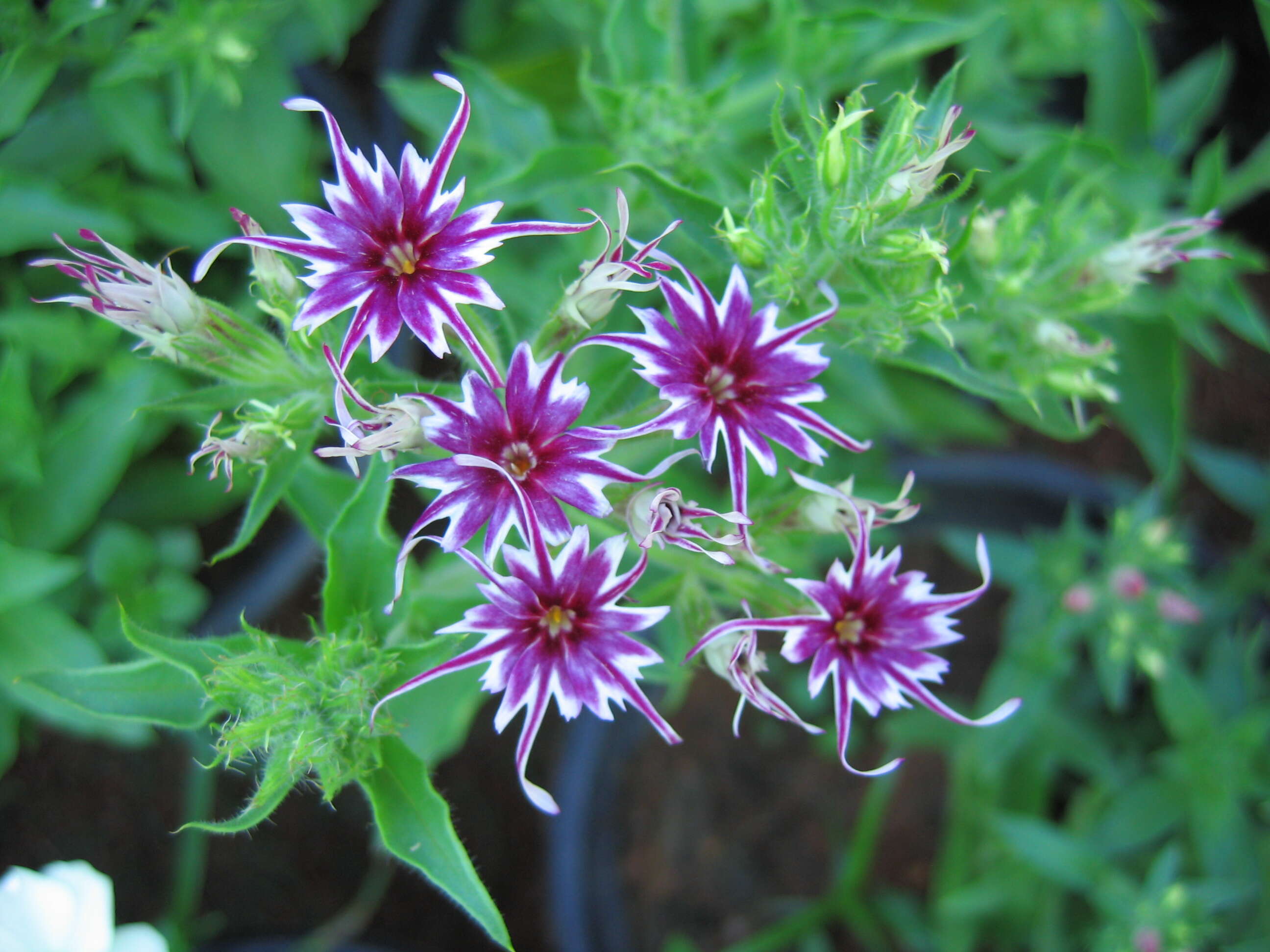 Image of annual phlox