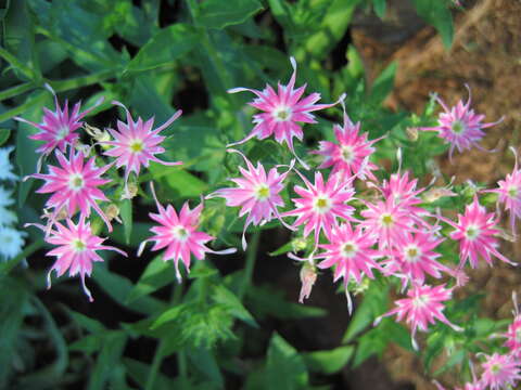 Image of annual phlox