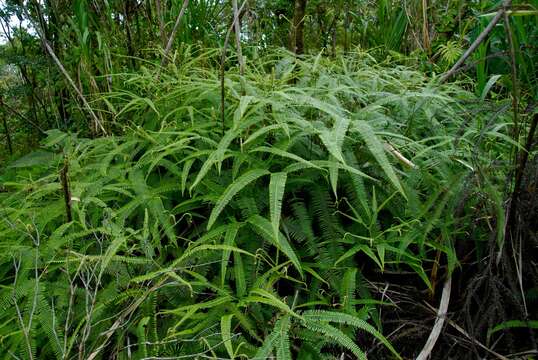 Image of Mexican Umbrella Fern