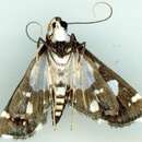 Glyphodes conjunctalis Walker (1866) resmi