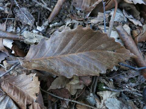 Слика од Quercus montana Willd.