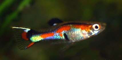 Image of Endler's Livebearer