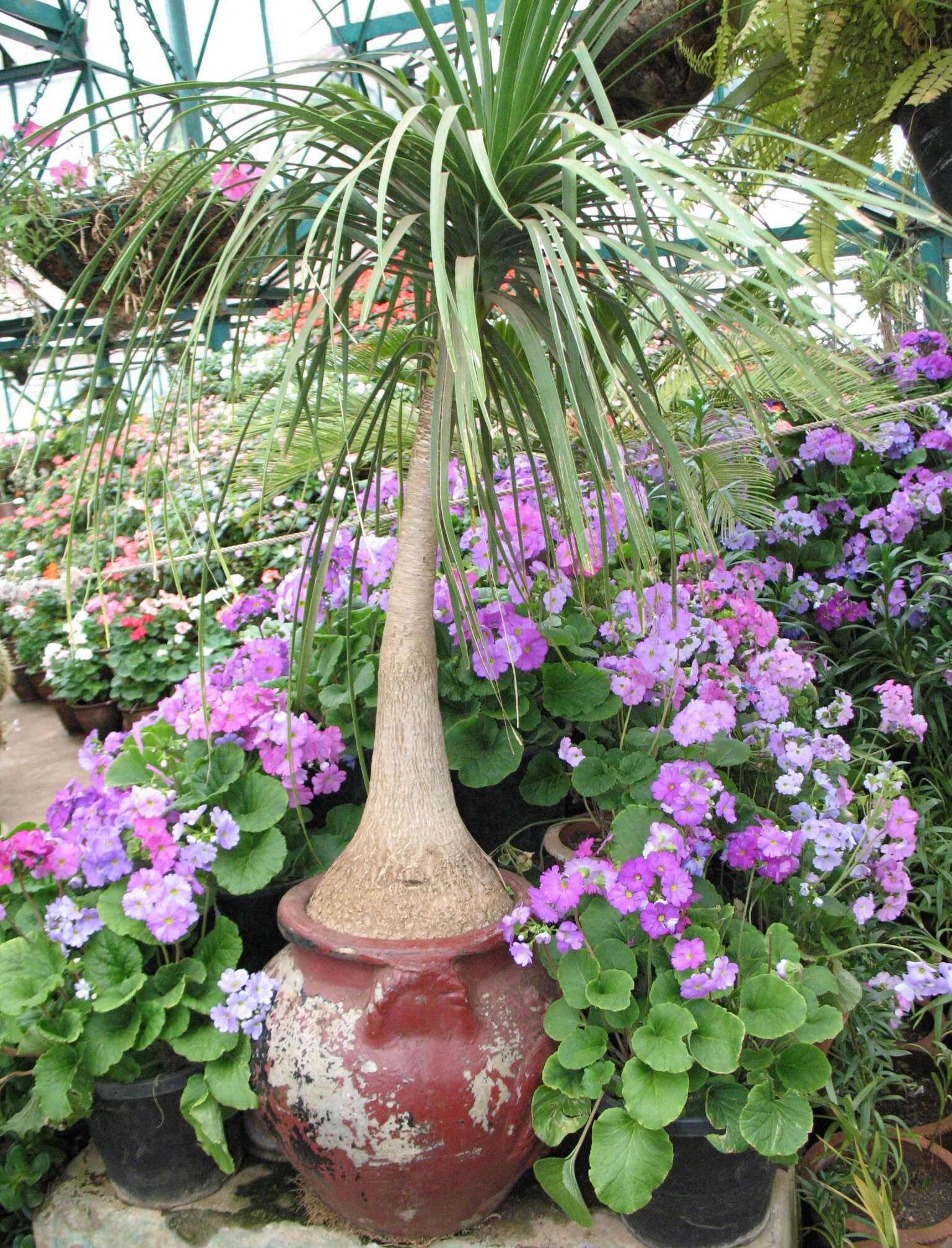 Image of Primula obconica Hance