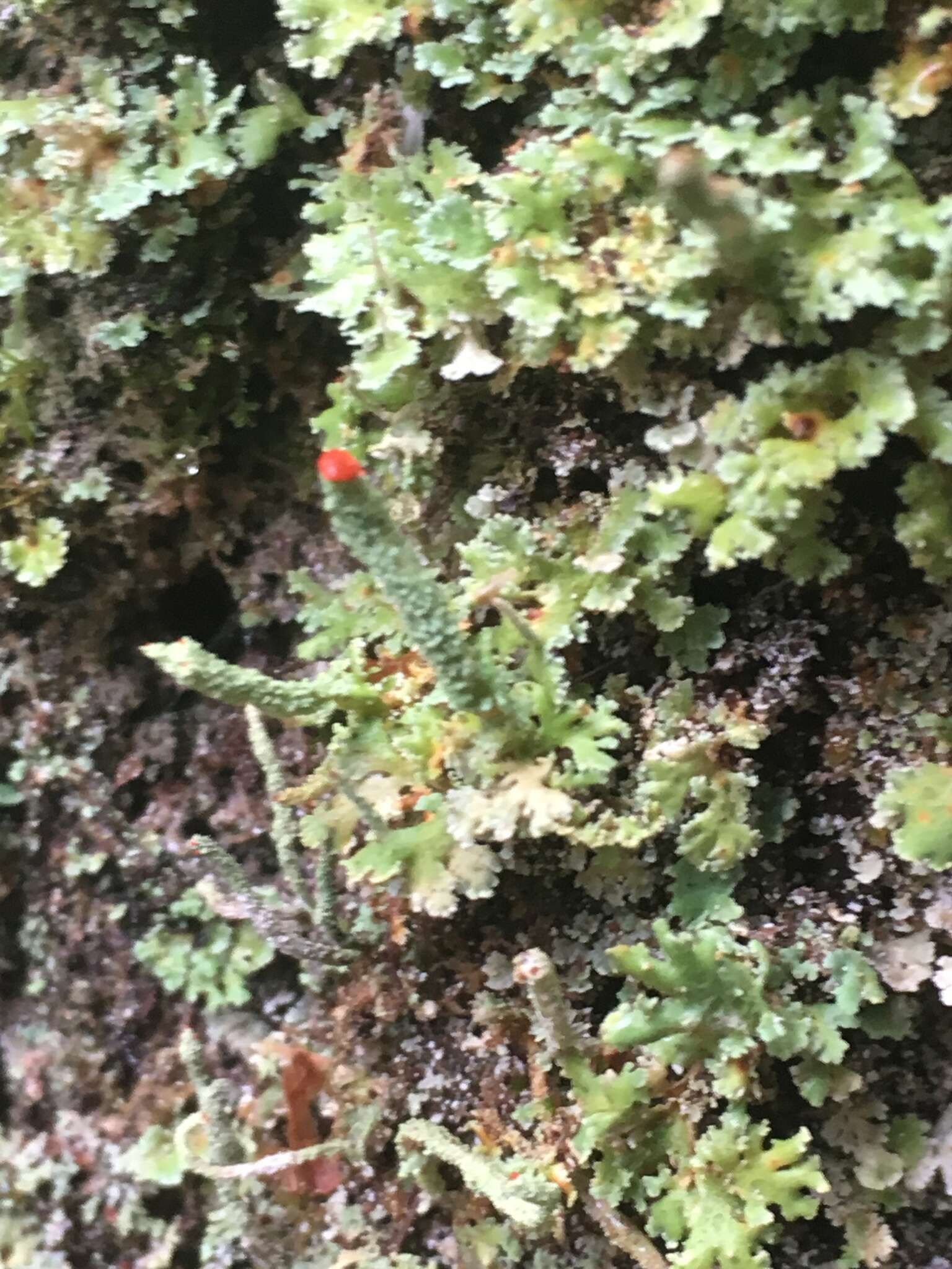 Image of cup lichen