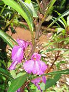 Image of spotted snapweed