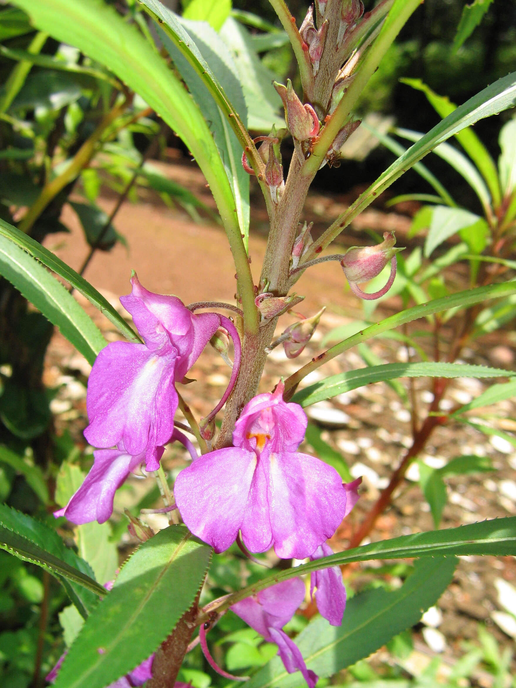 Image of spotted snapweed