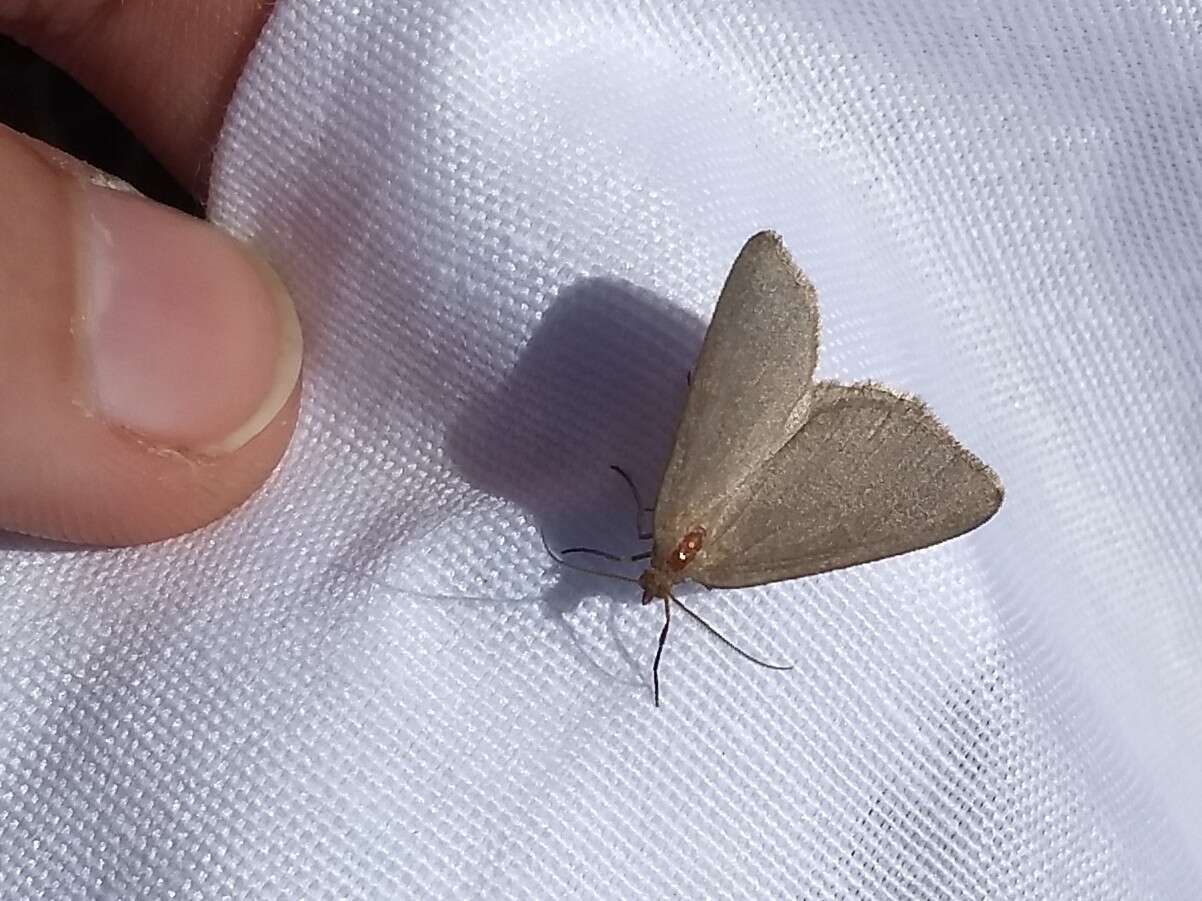 Image of Macaria argillacearia (Packard 1874)