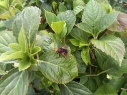 Image de Tachina grossa (Linnaeus 1758)