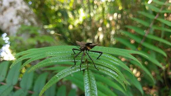 صورة Molipteryx lunata (Distant 1900)