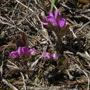 Image de Polygaloides paucifolia (Willd.) J. R. Abbott