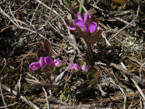 Image de Polygaloides paucifolia (Willd.) J. R. Abbott