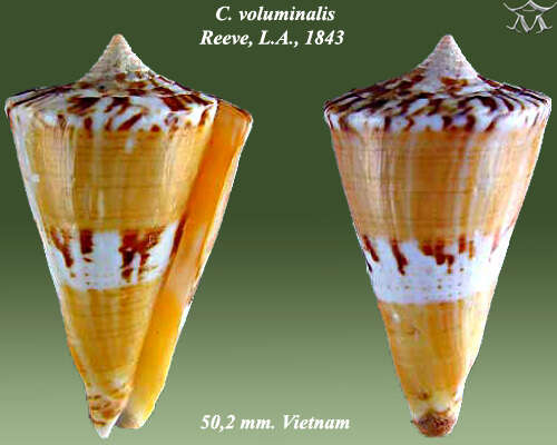 Image of Conus voluminalis Reeve 1843