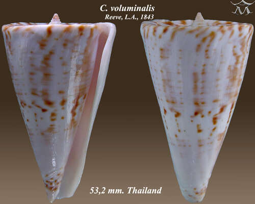 Image of Conus voluminalis Reeve 1843