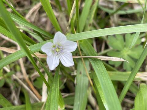 Imagem de Geranium suzukii Masam.