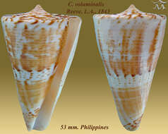 Image of Conus voluminalis Reeve 1843