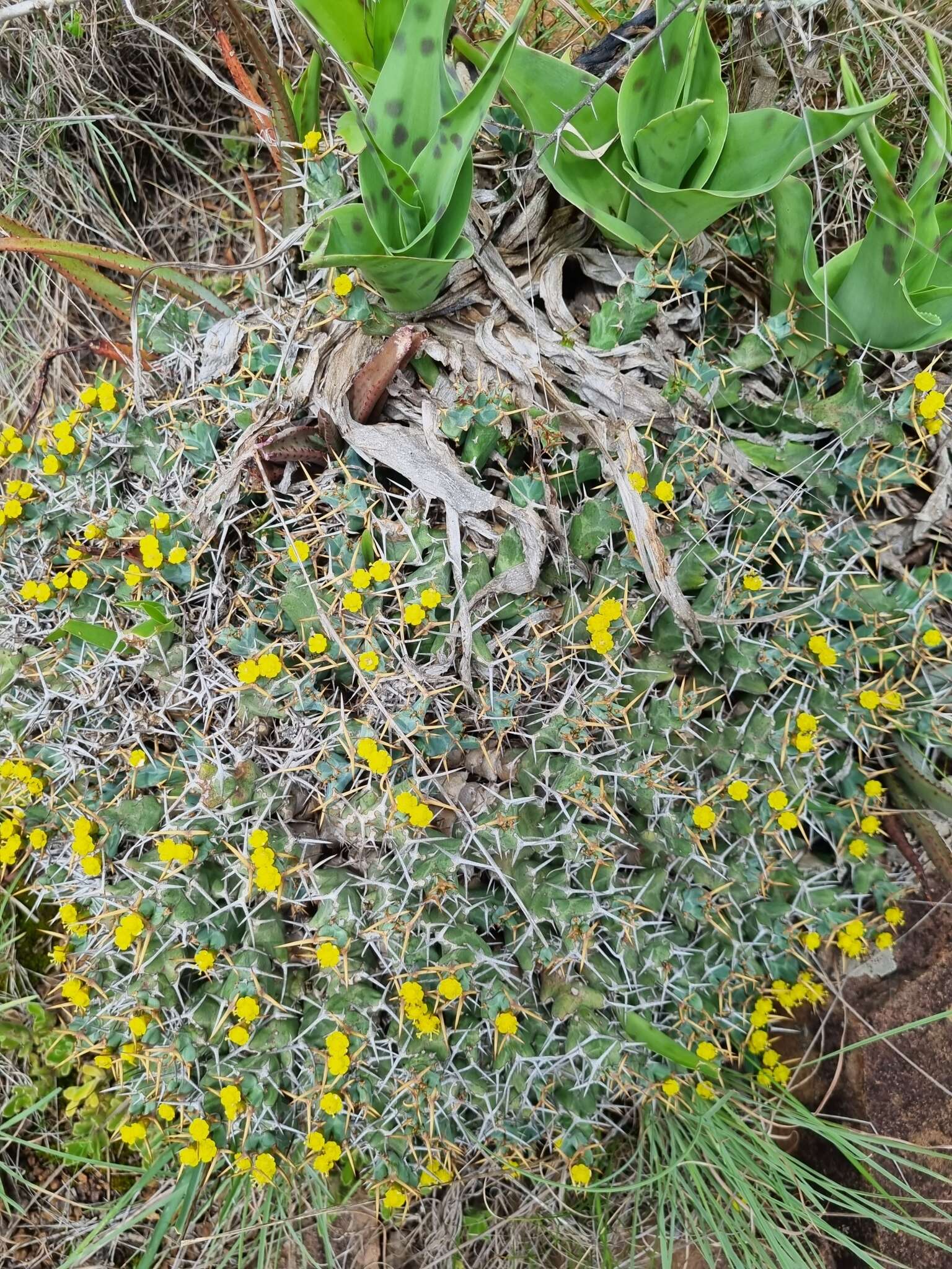 Image of Euphorbia clavigera N. E. Br.