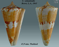 Image of Conus voluminalis Reeve 1843