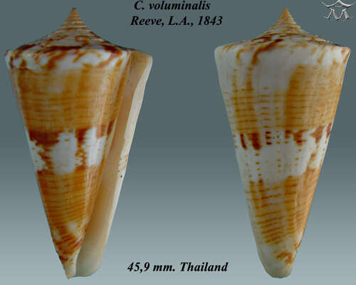 Image of Conus voluminalis Reeve 1843