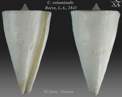 Image of Conus voluminalis Reeve 1843