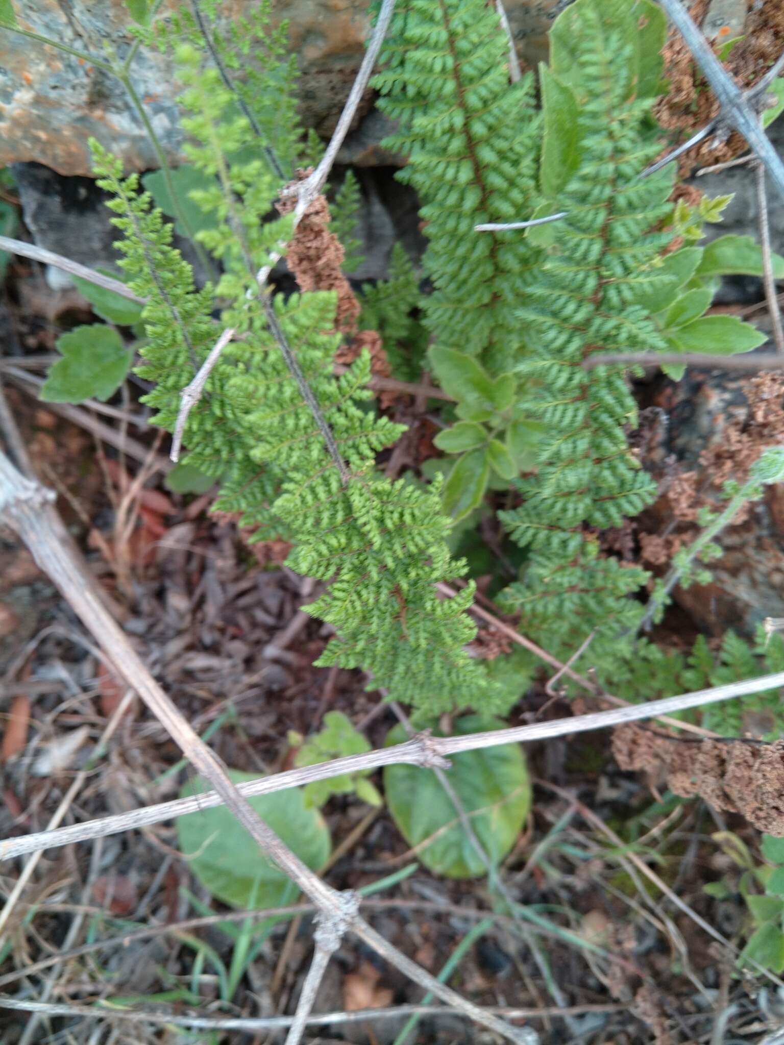 Cheilanthes hirta Sw.的圖片