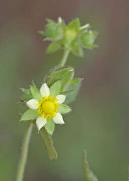 Image of Cream Woodbeauty