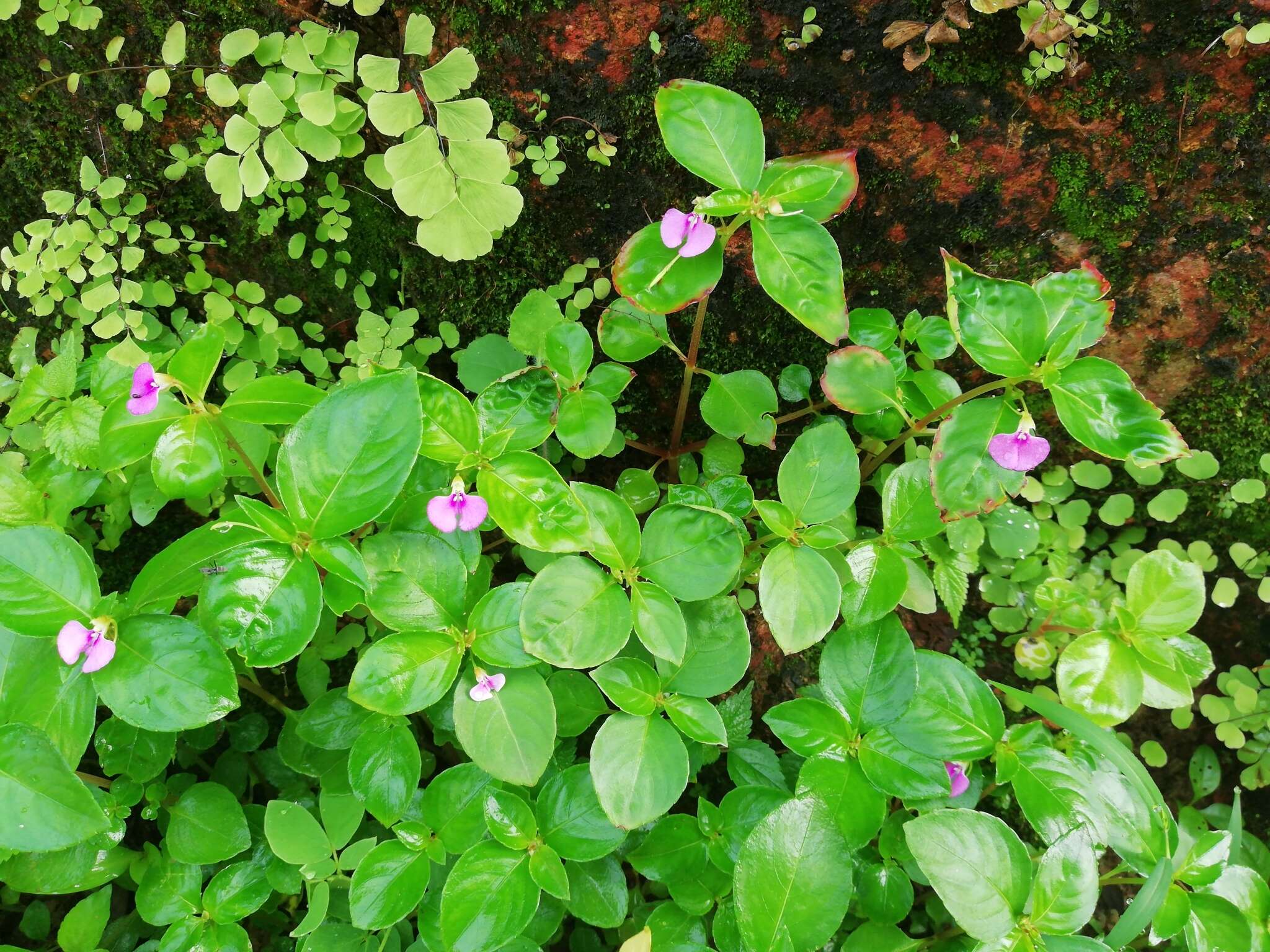 Image of Impatiens minor (DC.) S. S. R. Bennet