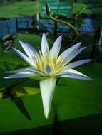 Image of Cape Blue Water-Lily