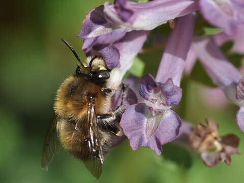 Image of Anthophora plumipes (Pallas 1772)