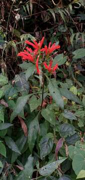 Image de Geissomeria longiflora Lindl.