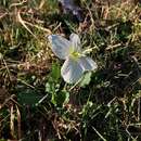 صورة <i>Oenothera centaurifolia</i>