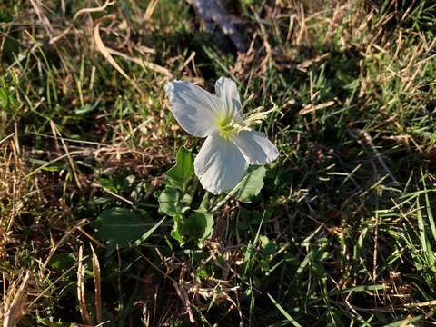 Sivun <i>Oenothera centaurifolia</i> kuva