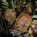 Image de Protea laevis R. Br.