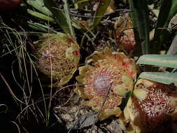 Image de Protea laevis R. Br.