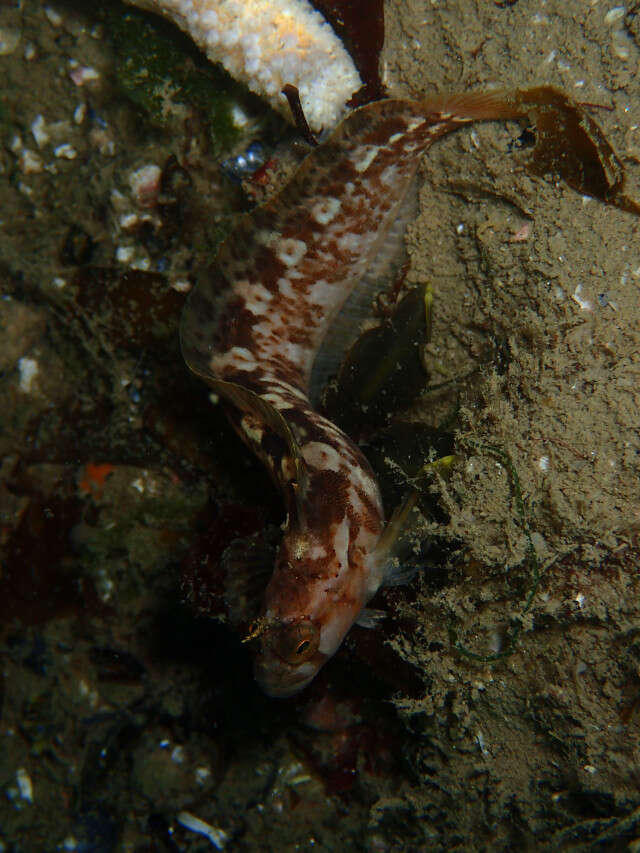 Image of Atlantic warbonnet