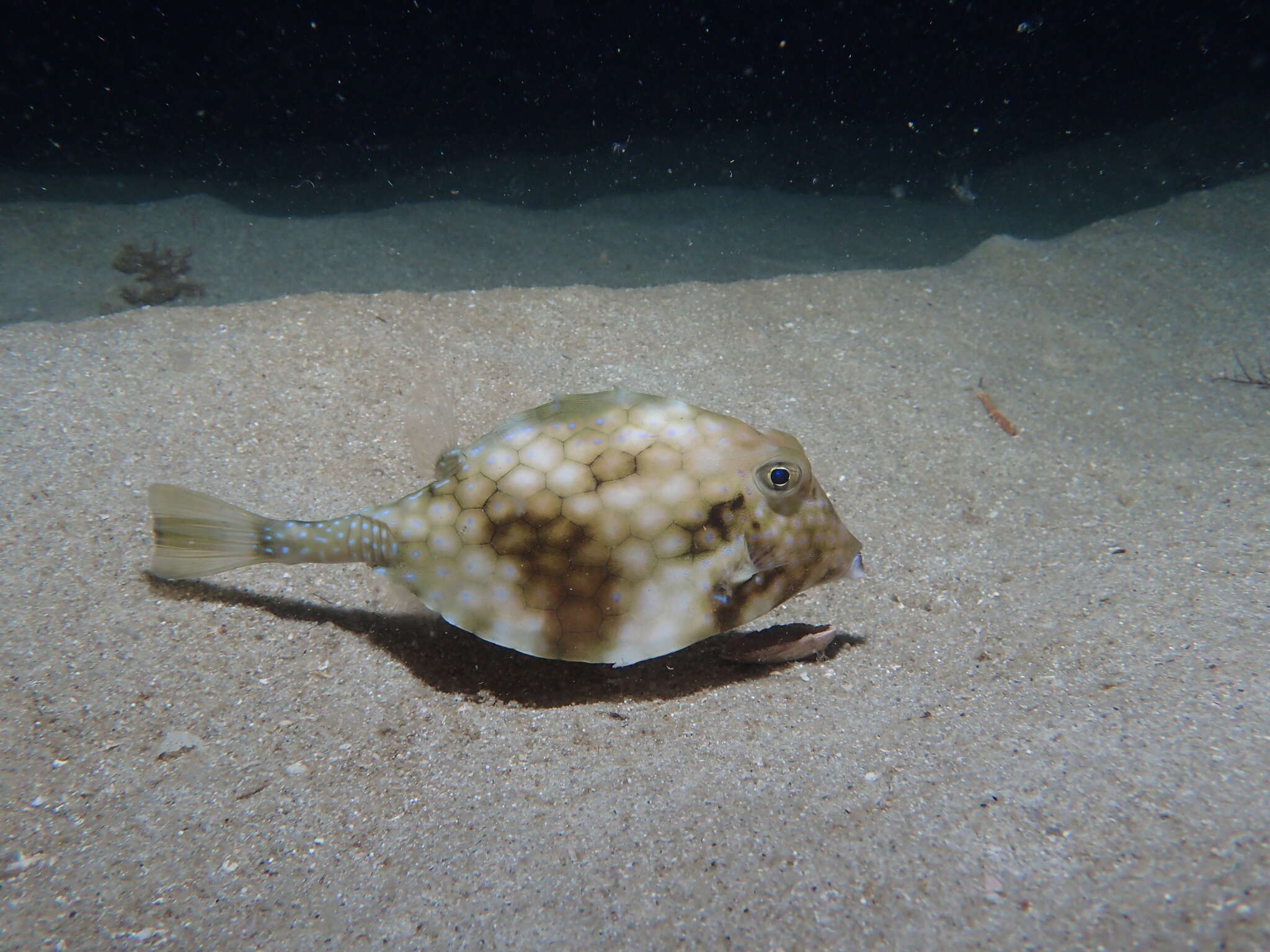 Image of Smallspine turretfish