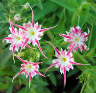 Image of annual phlox