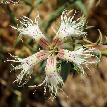 Image of Dianthus libanotis Labill.