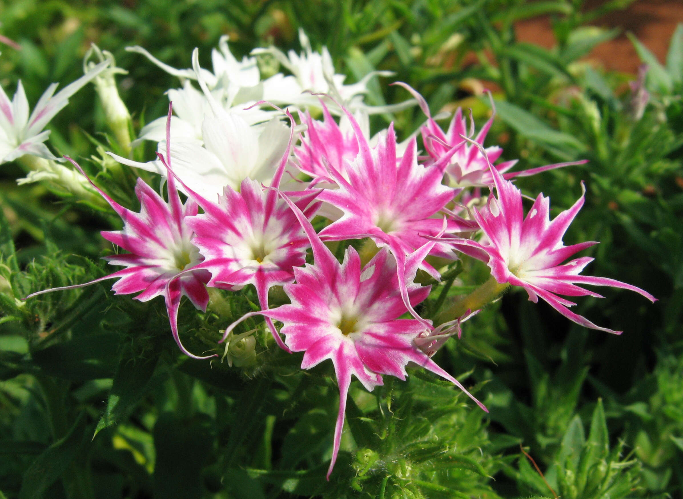 Image of annual phlox