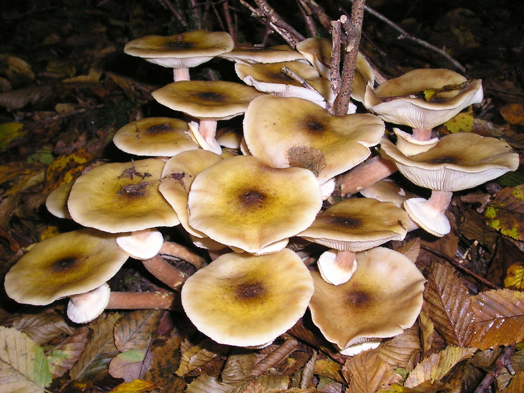 Image of Honey Fungus