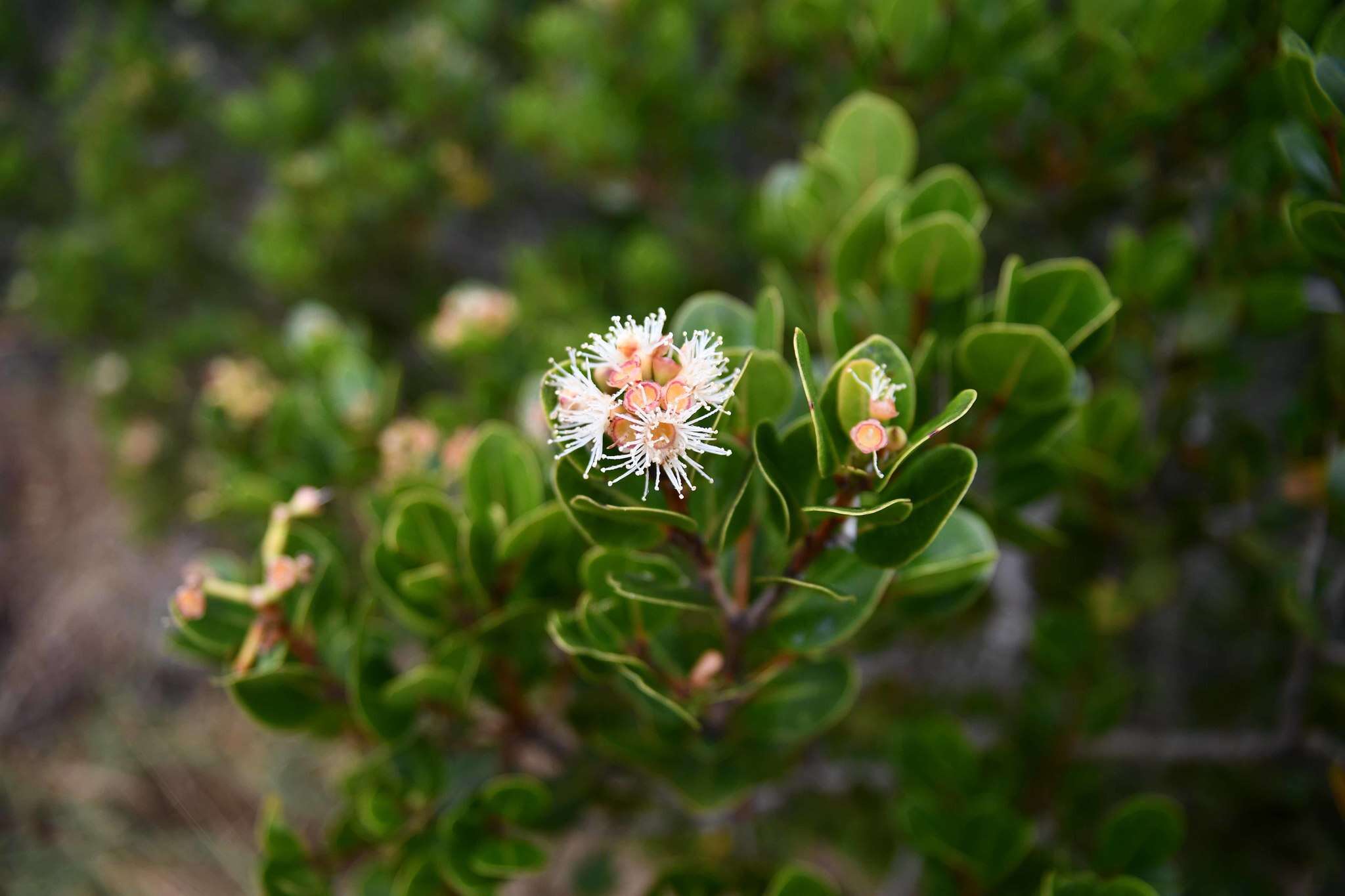 Image of Syzygium legatii Burtt Davy & Greenway