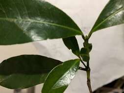 Image of Ixora beckleri Benth.