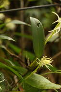 Imagem de Bulbophyllum cauliflorum Hook. fil.