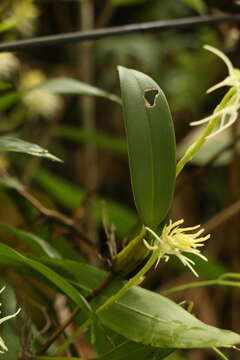 Image of Bulbophyllum cauliflorum Hook. fil.