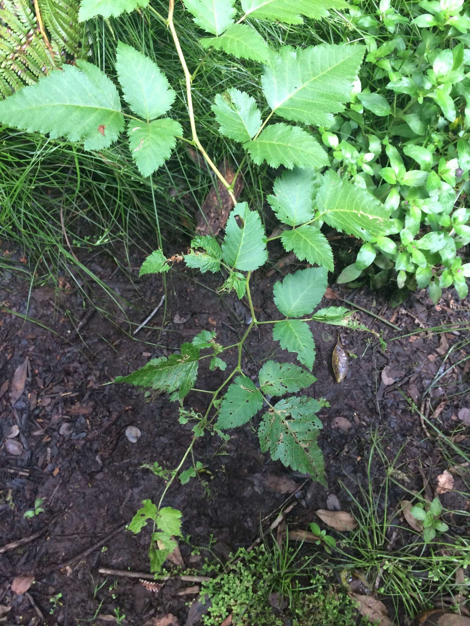 Слика од Rubus hawaiensis A. Gray