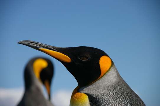 Image of King Penguin