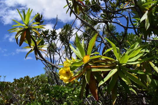 Image of Hibbertia baudouinii Brongn. & Gris