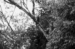 Image of Ornate Titi Monkey