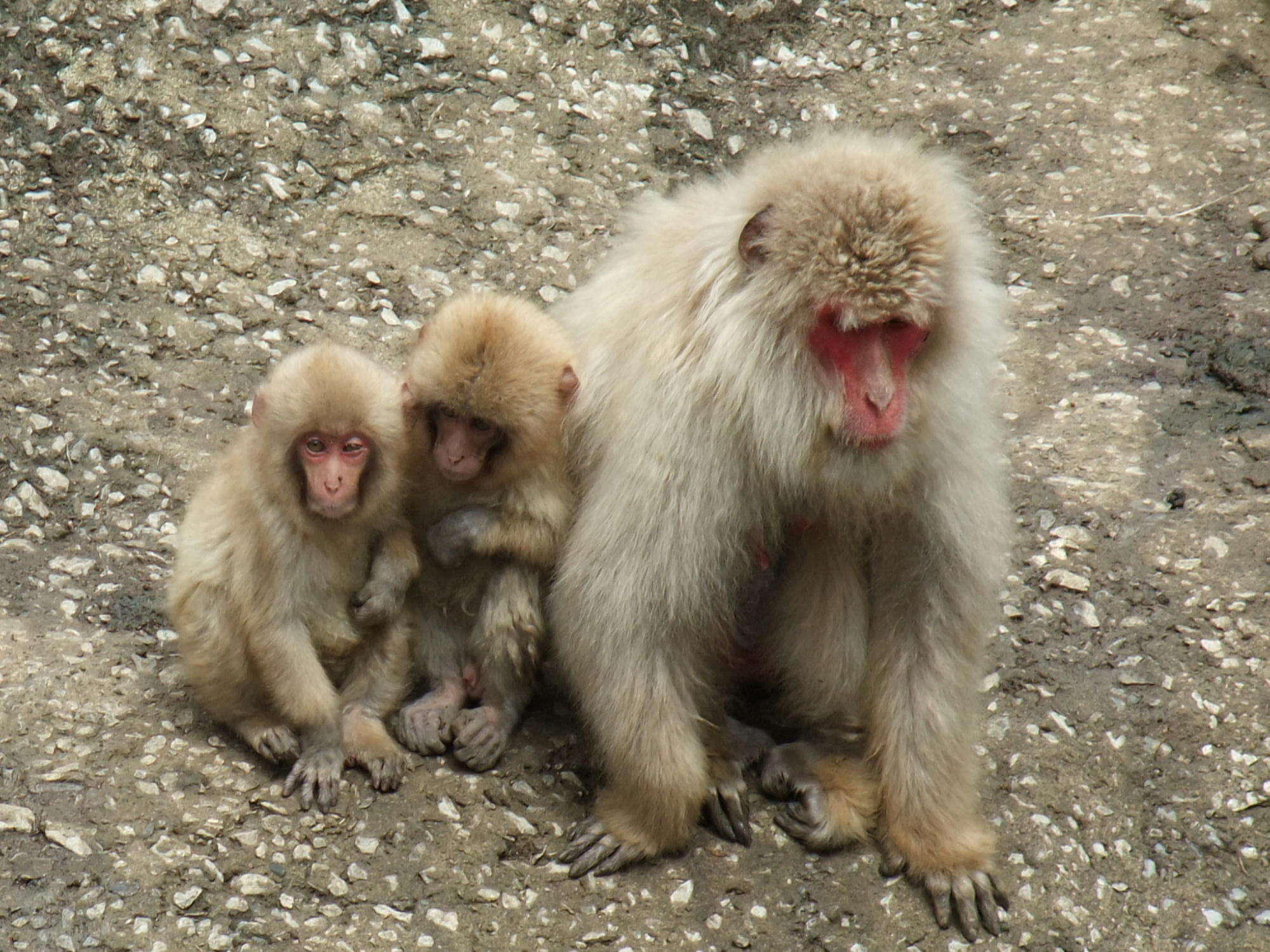 Image of Japanese Macaque