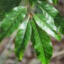 Image of Quercus spinosa subsp. miyabei (Hayata) A. Camus