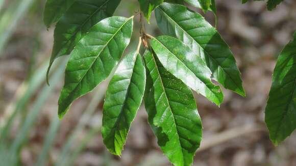 صورة Quercus spinosa subsp. miyabei (Hayata) A. Camus